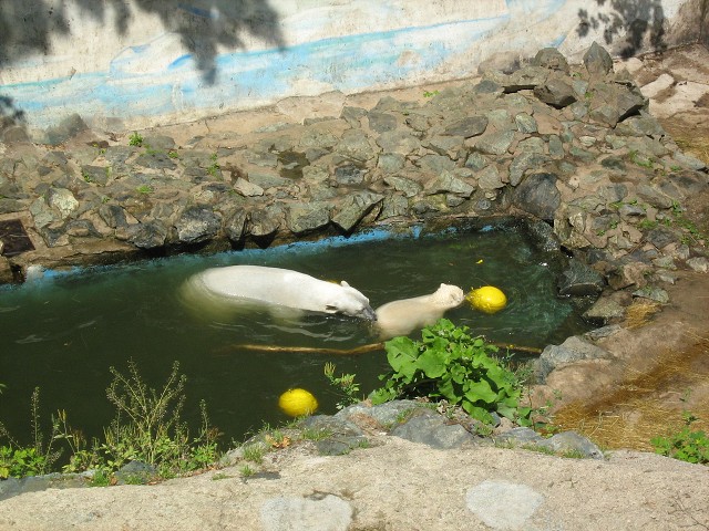Výlet do  ZOO Brno